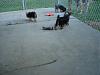 Sampson & Chunky love their new fenced area!-022.jpg