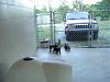 Sampson & Chunky love their new fenced area!-025.jpg