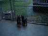 Sampson & Chunky love their new fenced area!-028.jpg