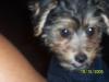 Updated pics of my yorkiepoo Boss....-ygp3066.jpg