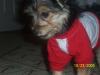 Updated pics of my yorkiepoo Boss....-ygpaa36.jpg
