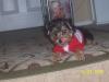 Updated pics of my yorkiepoo Boss....-ygpaa34.jpg