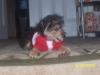 Updated pics of my yorkiepoo Boss....-ygpaa3c.jpg