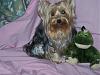 My beautiful Yorkie-toynew.jpg