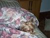 My beautiful Yorkie-bed2.jpg