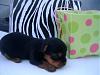 my new yorkie puppy-mylie-18-days.jpg