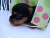 my new yorkie puppy-mylie-18-days-1.jpg