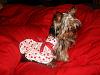 MeiLing in her cherry dress from yorkiegirl83!-dsc05964-vi.jpg