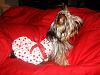 MeiLing in her cherry dress from yorkiegirl83!-dsc05965-vi.jpg
