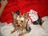 MeiLing in her cherry dress from yorkiegirl83!-dsc05973-vi.jpg