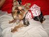 MeiLing in her cherry dress from yorkiegirl83!-dsc05976-vi.jpg