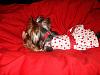 MeiLing in her cherry dress from yorkiegirl83!-dsc05998-vi.jpg