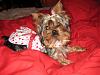 MeiLing in her cherry dress from yorkiegirl83!-img_1345-vi.jpg