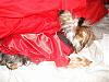 MeiLing in her red satin nightie from Go.Fetch-dsc06076-vi.jpg