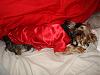 MeiLing in her red satin nightie from Go.Fetch-dsc06077-vi.jpg