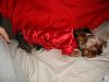 MeiLing in her red satin nightie from Go.Fetch-dsc06082-vi.jpg