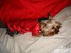 MeiLing in her red satin nightie from Go.Fetch-dsc06083-vi.jpg