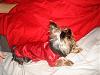MeiLing in her red satin nightie from Go.Fetch-dsc06084-vi.jpg