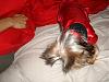 MeiLing in her red satin nightie from Go.Fetch-dsc06085-vi.jpg
