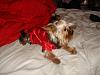 MeiLing in her red satin nightie from Go.Fetch-dsc06086-vi.jpg