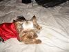 MeiLing in her red satin nightie from Go.Fetch-dsc06087-vi.jpg