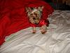 MeiLing in her red satin nightie from Go.Fetch-dsc06092-vi.jpg