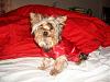 MeiLing in her red satin nightie from Go.Fetch-dsc06093-vi.jpg