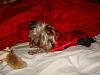 MeiLing in her red satin nightie from Go.Fetch-dsc06096-vi.jpg