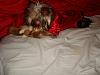 MeiLing in her red satin nightie from Go.Fetch-dsc06097-vi.jpg