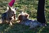 Winky & Yoda at the Park! (June 2008)-yoda-attack2.jpg