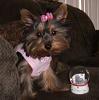 Pics of Kikki Mei being a perfect Diva!-dogclothingforsale2008-003.jpg