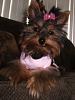 Pics of Kikki Mei being a perfect Diva!-dogclothingforsale2008-008.jpg