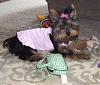 Pics of Kikki Mei being a perfect Diva!-dogclothingforsale2008-020.jpg