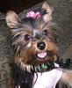 Pics of Kikki Mei being a perfect Diva!-dogclothingforsale2008-024.jpg