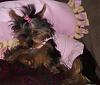 Pics of Kikki Mei being a perfect Diva!-dogclothingforsale2008-022.jpg