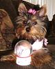 Pics of Kikki Mei being a perfect Diva!-dogclothingforsale2008-016.jpg