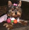 Pics of Kikki Mei being a perfect Diva!-dogclothingforsale2008-017.jpg