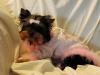 Your Yorkie Pics and weight-rosie-3-new.jpg