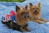 A Patriotic 4th of July with Bubba & Roxy-img_6540a.jpg