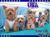 The Fab Four on the 4th-211812045_2064319.gif