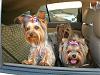 Have a very happy and safe 4th everyone!-new-car-fur-kids-fire-7-3-08-024.jpg