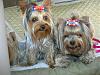 Have a very happy and safe 4th everyone!-new-car-fur-kids-fire-7-3-08-020.jpg