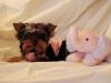 Your Yorkie Pics and weight-rosie-13-new.jpg