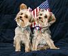 Happy 4th of July from Oliver & Charlie!-oliver-charlie4thofjuly.jpg
