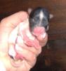 A Few Pictures of the Biewer Pups-girl2.jpg