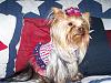 Layla wishes you Happy July 4th-100_1349.jpg