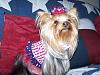 Layla wishes you Happy July 4th-100_1351.jpg
