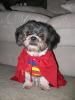 Halloween Pictures-gizzy-superman-2.jpg