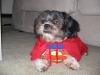 Halloween Pictures-gizzy-superman-3.jpg