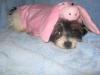 Halloween Pictures-lilly-piggy-2.jpg